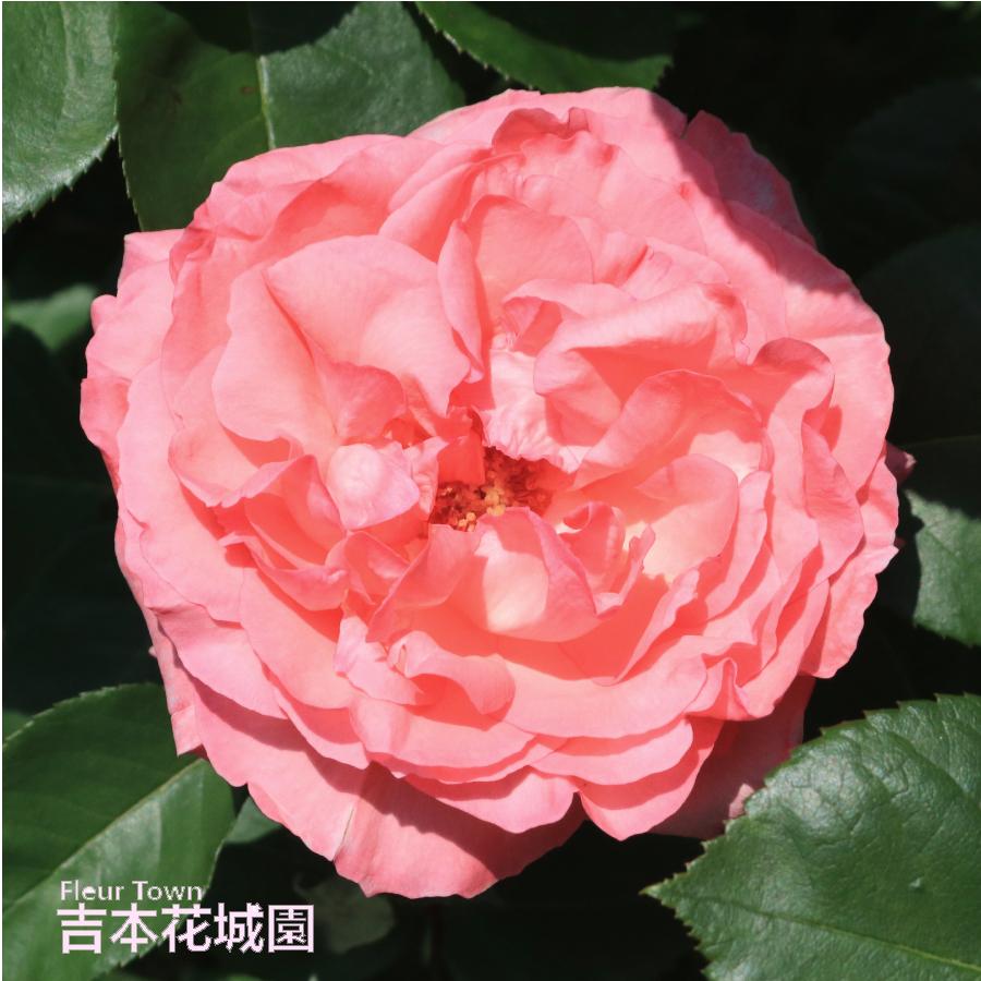 吉本花城園 バラ苗 ピンクパンサー ハイブリッドティー ローズ ピンク