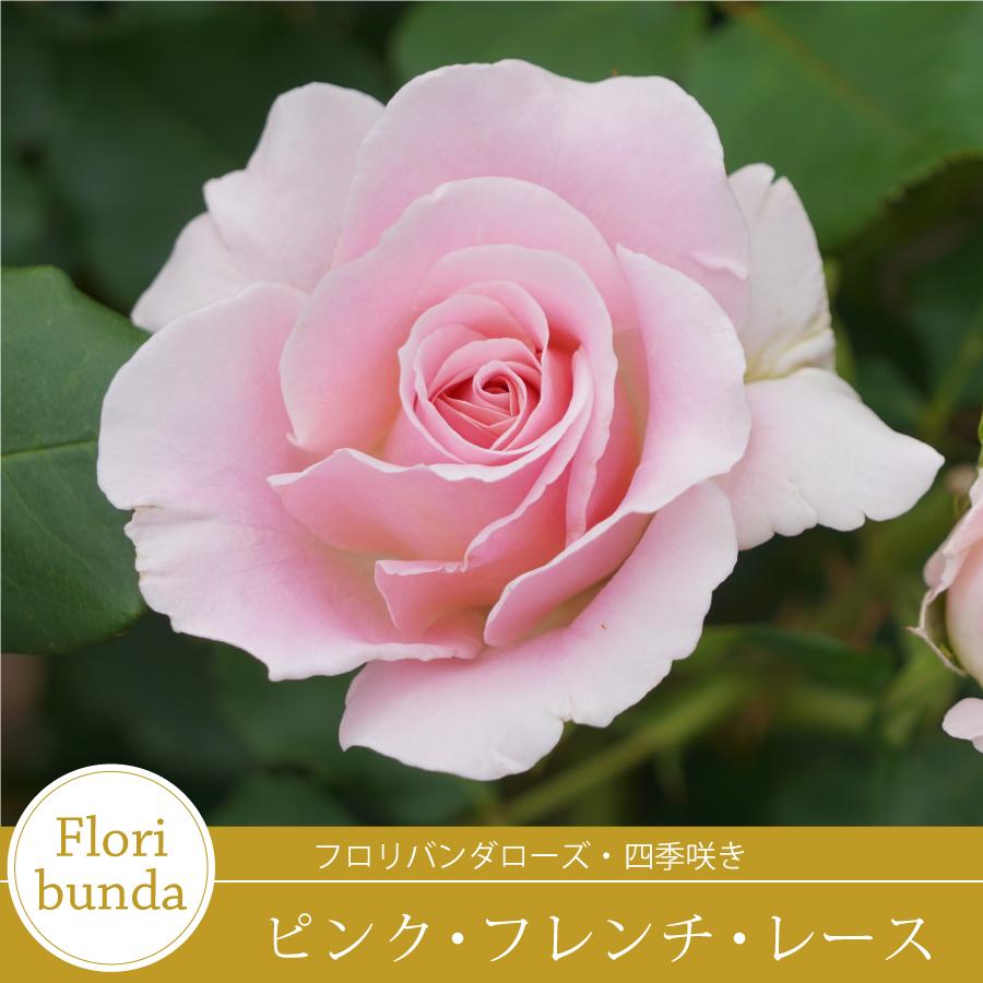 hana様専用」切り花品種バラ苗 Pink'n Prett♡ Rose バラ苗(予約