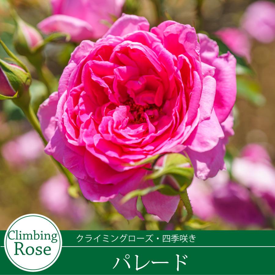 吉本花城園 バラ苗 パレード ツルバラ クライミング ローズ ピンク系 2