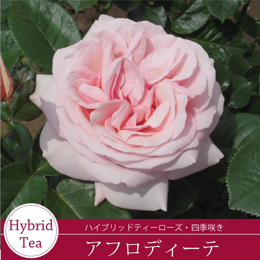 大苗アフロ薔薇 吉本花城園 バラ苗 アフロディーテ ハイブリッドティー ローズ ピンク