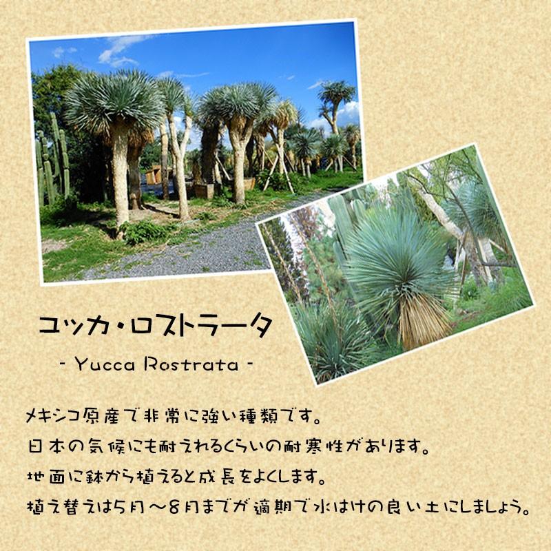 ユッカ ロストラータ 5号鉢 耐寒性 耐暑性 丈夫 植木 庭木 花壇 観葉