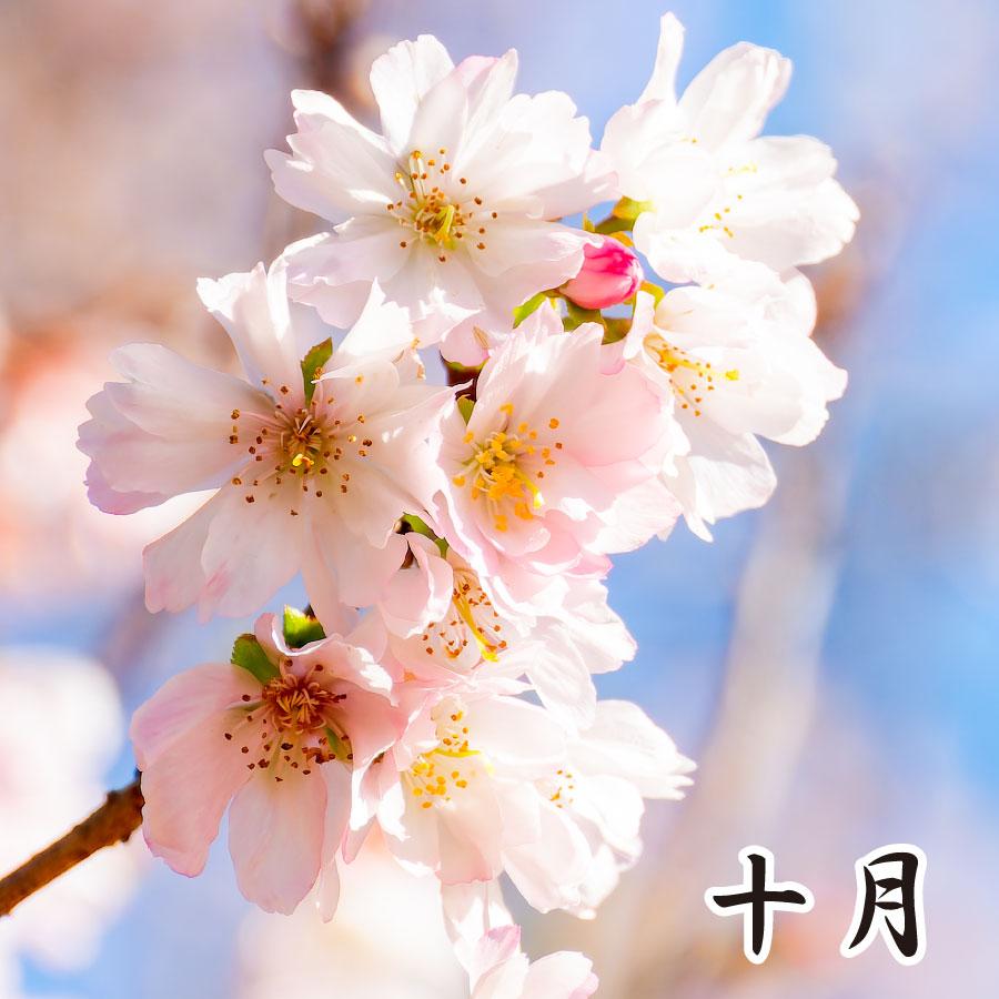 吉本花城園 桜苗木 選べる11品種 お家でお花見 染井吉野 兼六園 吉本花城園 桜苗木 選べる11品種 お家でお花見 染井吉野 兼六園