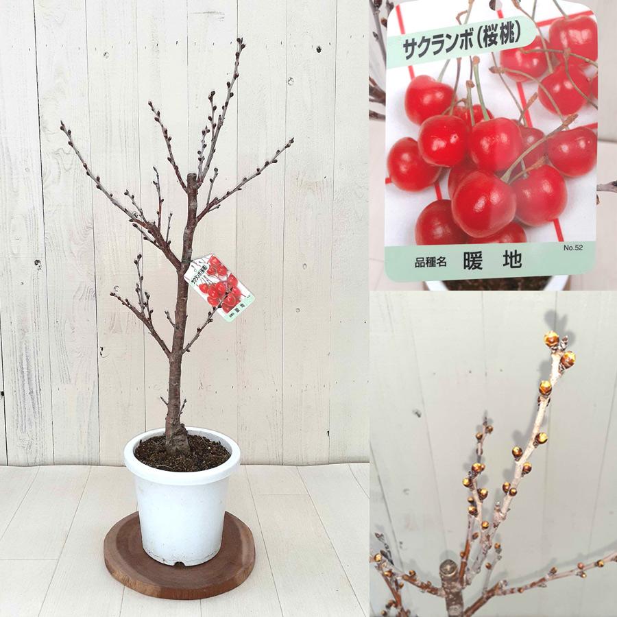 吉本花城園 実付 見込み品 大株 高さ80cm 暖地サクランボの木 6 吉本花城園 実付 見込み品 大株 高さ80cm 暖地サクランボの木 6