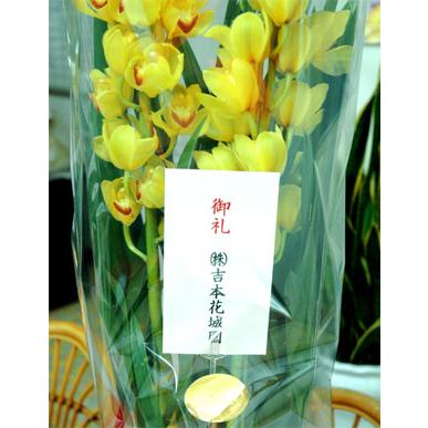 吉本花城園 シンビジウム 鉢花4、5本立ち シンビジューム鉢植え 豪華洋
