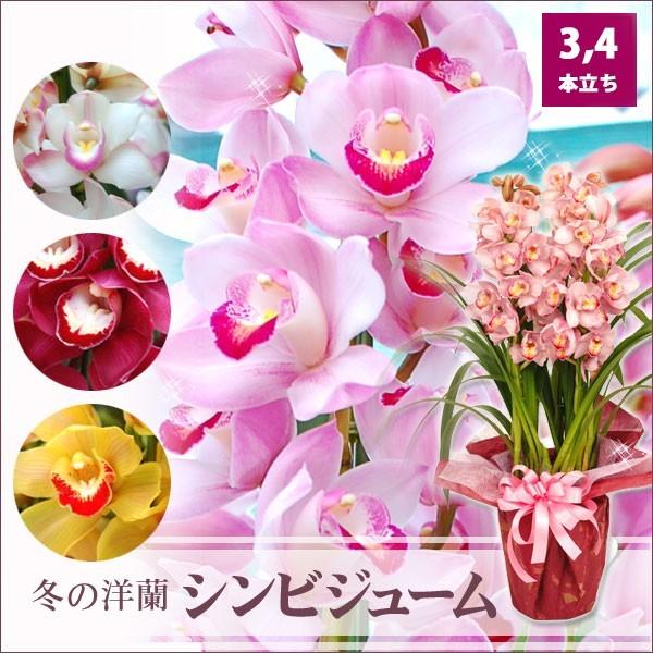 シンビジウム シンビジューム鉢植え 3,4本立ち以上 高級洋蘭 花ギフト ご予約品12月から発送　｜kajoen