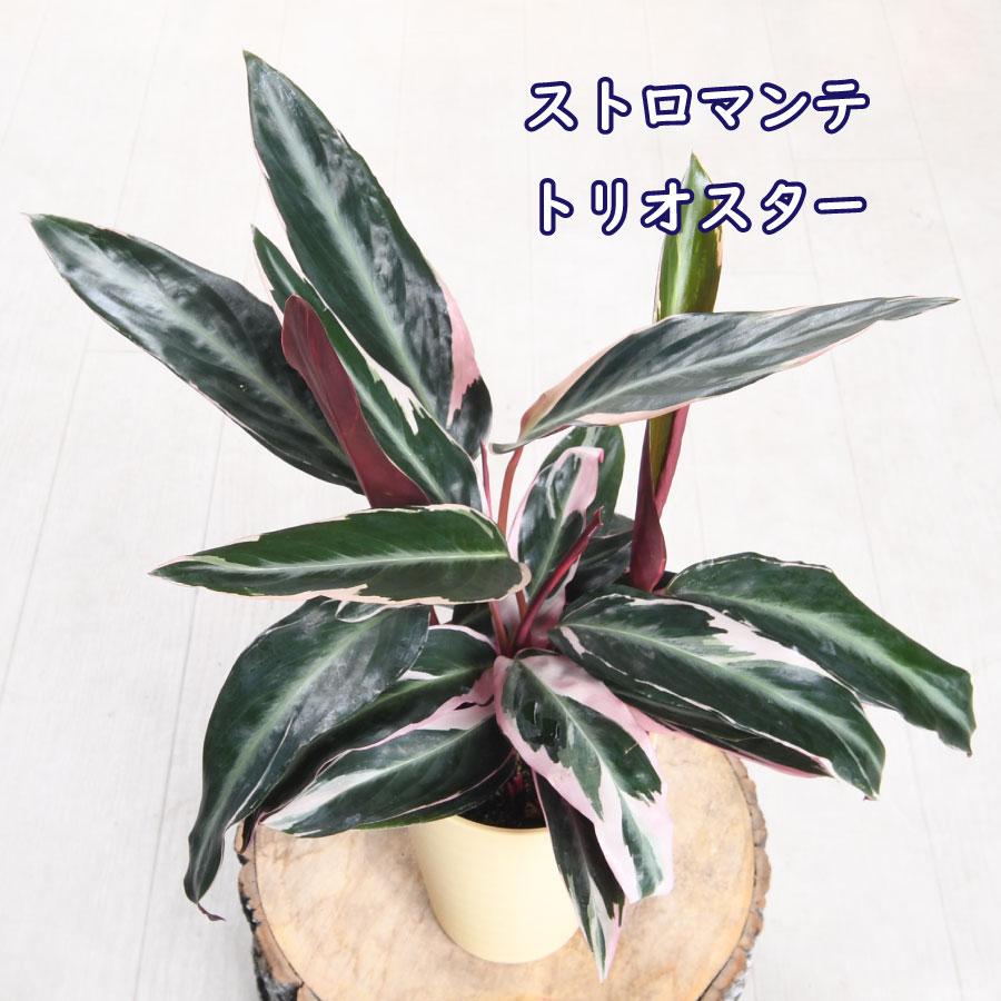ストロマンテ トリオスター サンギネア カラテア 4号鉢 おしゃれな 観葉植物 耐陰性が強い 葉を楽しむ | 吉本花城園