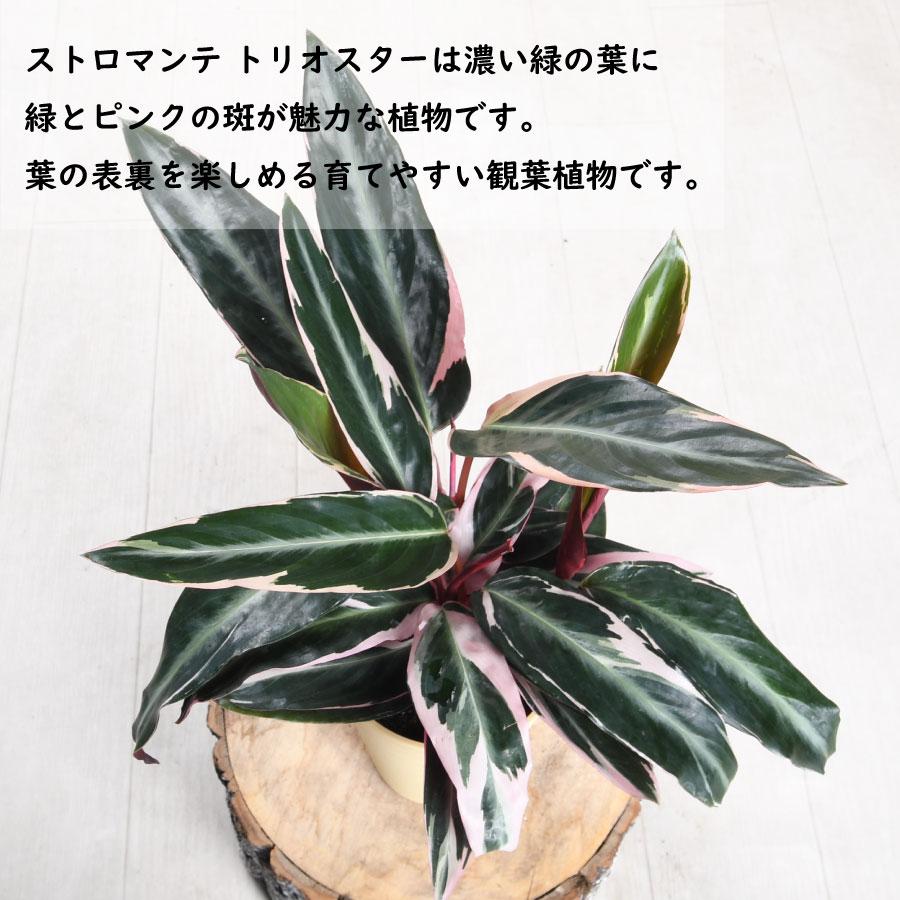 ストロマンテ トリオスター サンギネア カラテア 4号鉢 おしゃれな 観葉植物 耐陰性が強い 葉を楽しむ | 吉本花城園 | 01