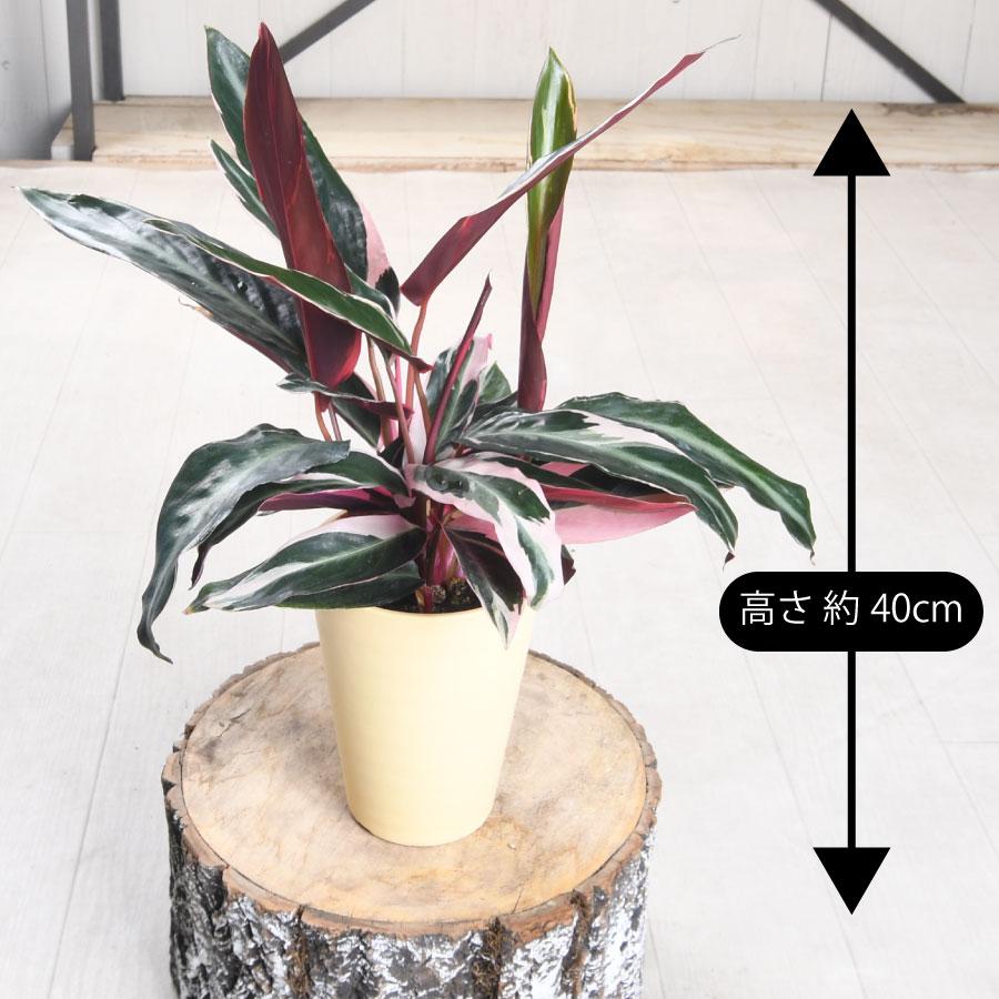 ストロマンテ トリオスター サンギネア カラテア 4号鉢 おしゃれな 観葉植物 耐陰性が強い 葉を楽しむ | 吉本花城園 | 02