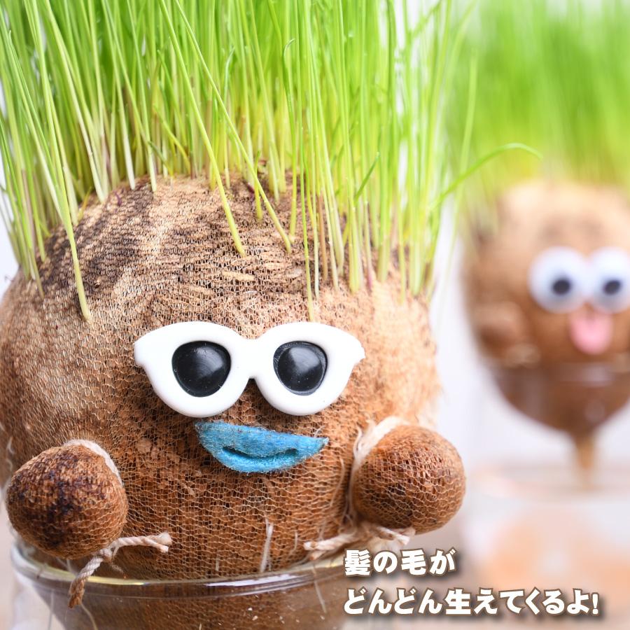 吉本花城園 爆買 夏の かき氷 ちゃっぷん のび太郎 ハイドロカルチャー