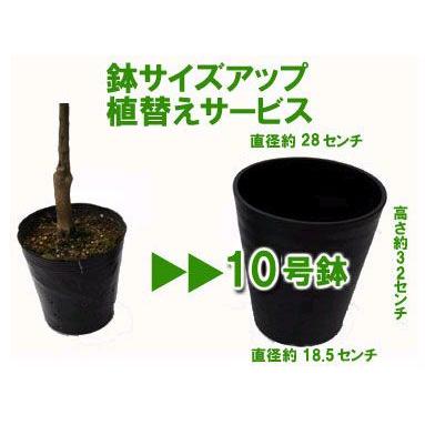 吉本花城園 【バラ苗専用】 10号鉢に植えてお届け 鉢色おまかせ 白