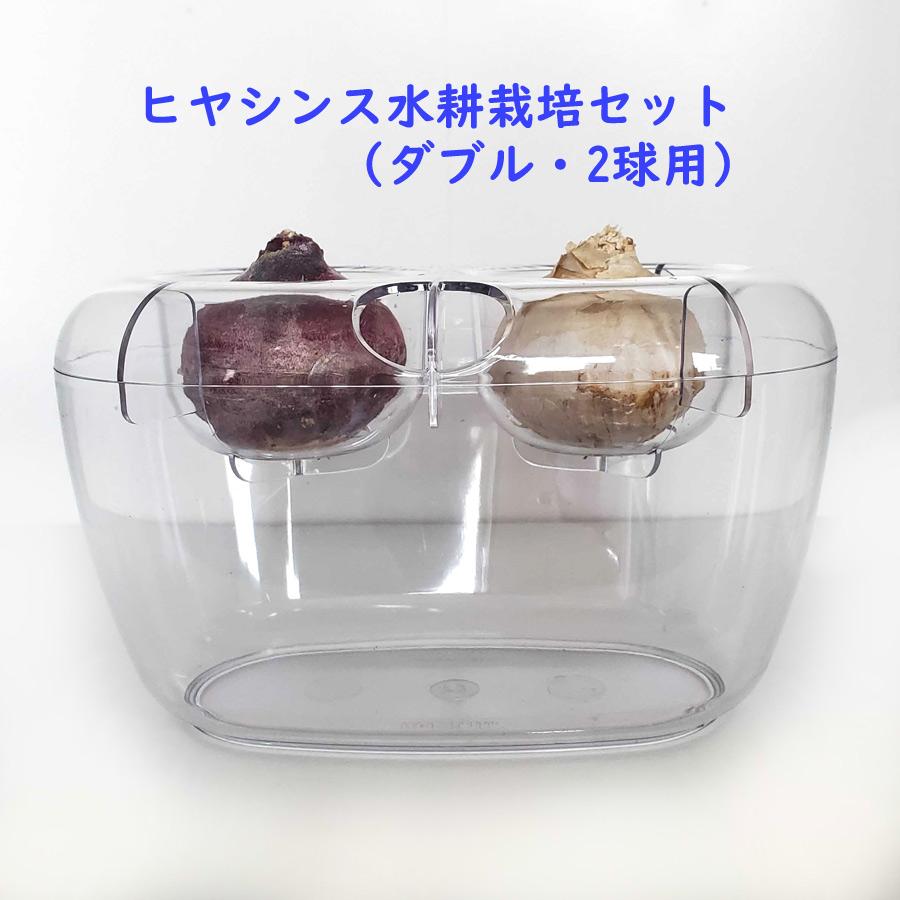 吉本花城園 ヒヤシンス 球根 水栽培 セット VASE ダブル 球根用