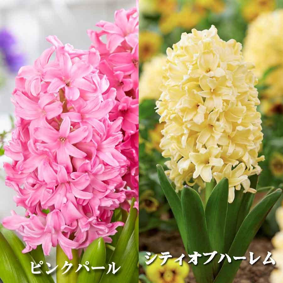 吉本花城園 ヒヤシンス 球根 水栽培 セット VASE ダブル 球根用 2球用