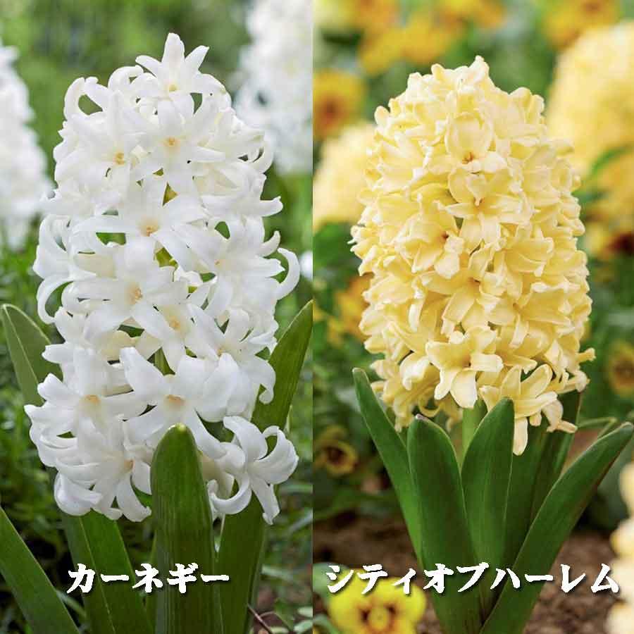 吉本花城園 ヒヤシンス 球根 水栽培 セット VASE ダブル 球根用 2球用