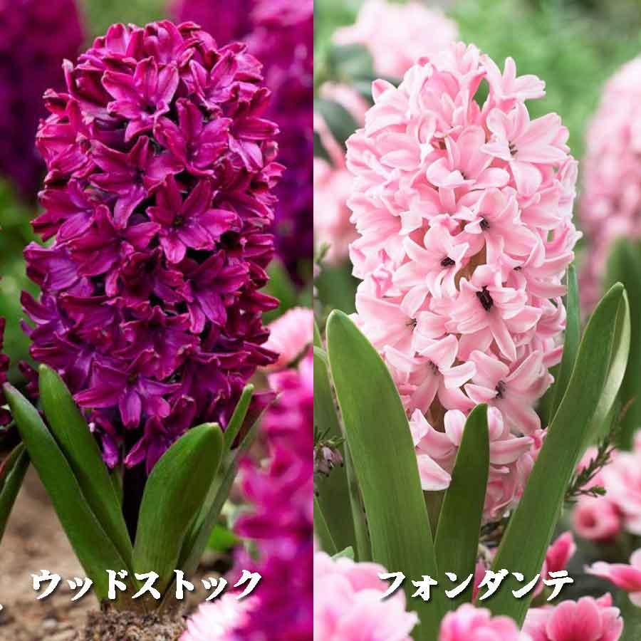 吉本花城園 ヒヤシンス 球根 水栽培 セット VASE ダブル 球根用 2球用