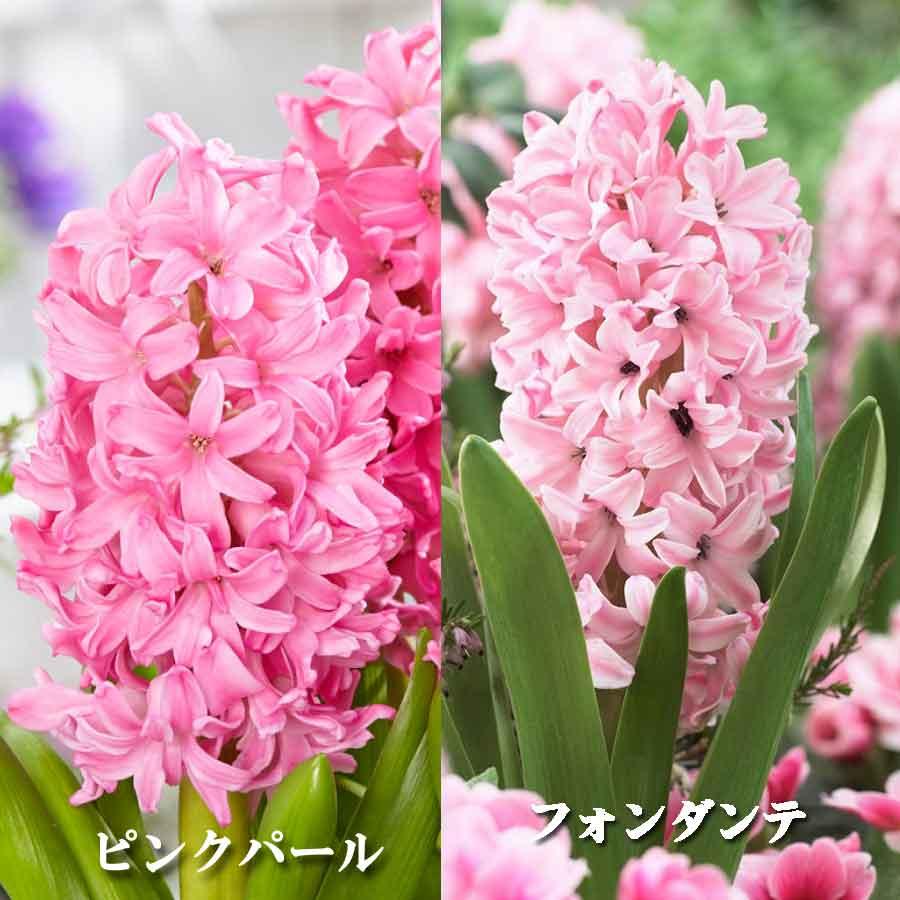 吉本花城園 ヒヤシンス 球根 水栽培 セット VASE ダブル 球根用 2球用