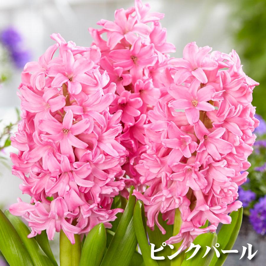 吉本花城園 ヒヤシンス 球根 水栽培 セット VASE シングル 球根用 1球