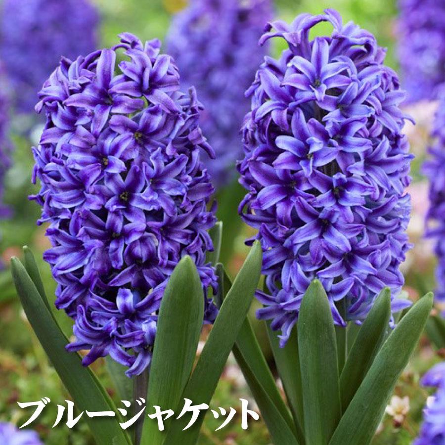 吉本花城園 ヒヤシンス 球根 水栽培 セット VASE シングル 球根用 1球