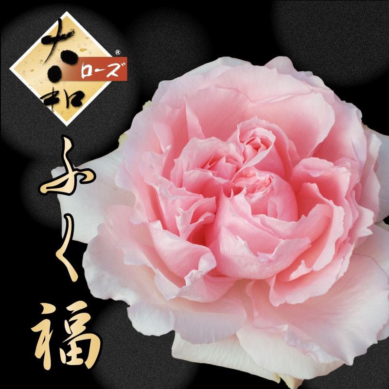 和バラ大苗 吉本花城園 大和ローズ ふく福 ピンク系 バラ4号苗 : FleurTown吉本