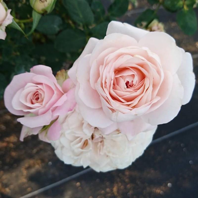 吉本花城園 大和ローズ 花笑み ピンク系 バラ4号苗 : FleurTown吉本