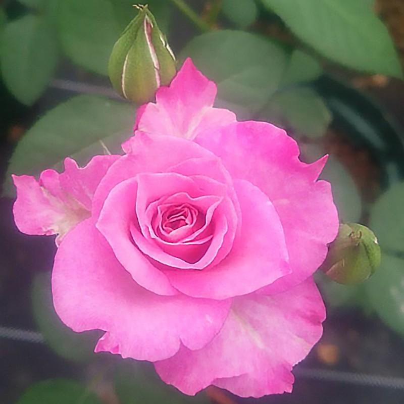 吉本花城園 大和ローズ 華 はる ピンク系 バラ4号苗 : FleurTown吉本