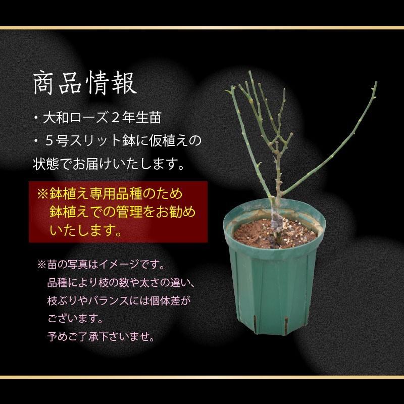 大輪イエローローズ 陶器調 鉢植え 健康的な成長バラの苗・８ 吉本花城園 大和ローズ いらかの波 イエロー系 バラ5号苗 : FleurTown