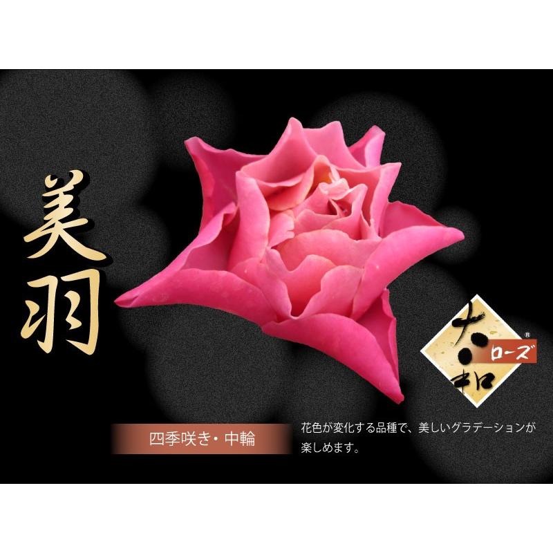 吉本花城園 大和ローズ 美羽 ピンク系 バラ5号苗 : FleurTown吉本花城