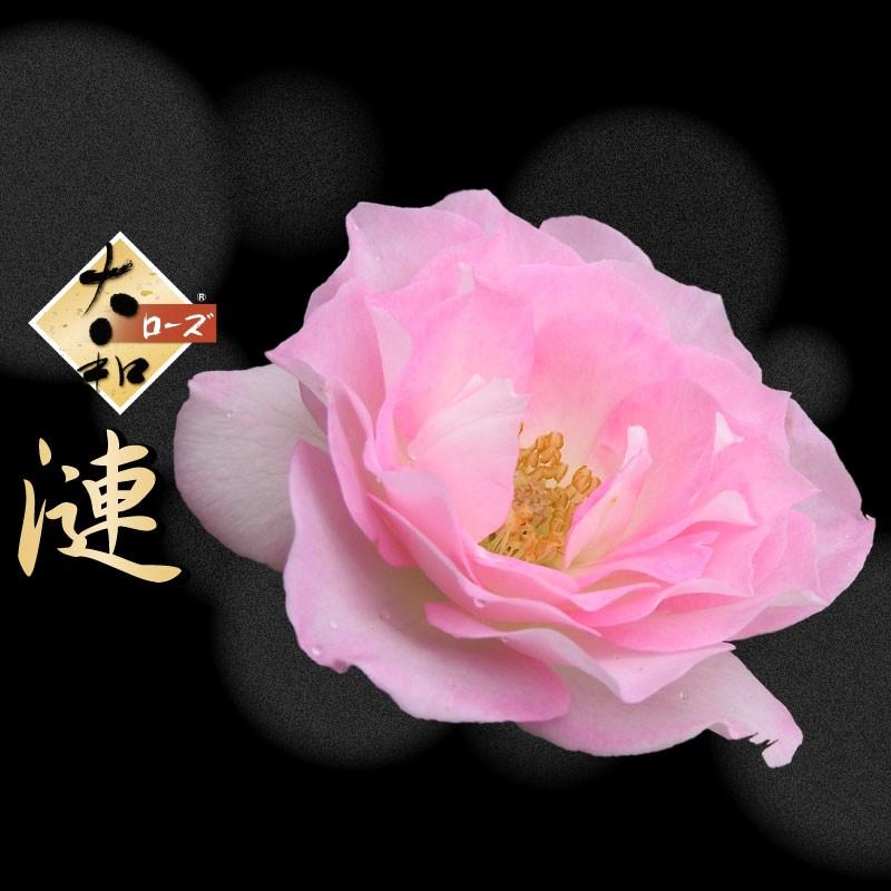 吉本花城園 大和ローズ 漣 さざなみ ピンク系 バラ5号苗 : FleurTown