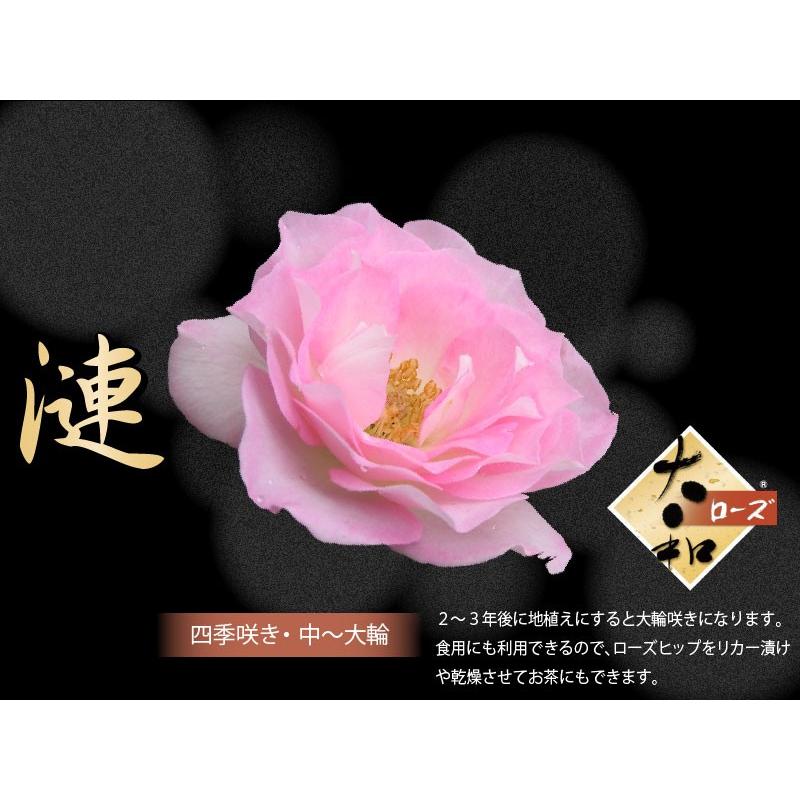 吉本花城園 大和ローズ 漣 さざなみ ピンク系 バラ5号苗 : FleurTown
