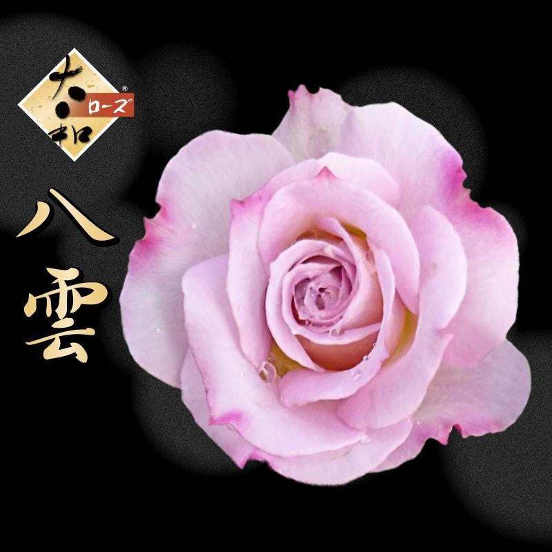 大和ローズ 八雲 やくも 5号鉢植え バラ苗 ピンク系 ヤマトローズ Yamatorose030 Fleurtown吉本花城園 通販 Yahoo ショッピング