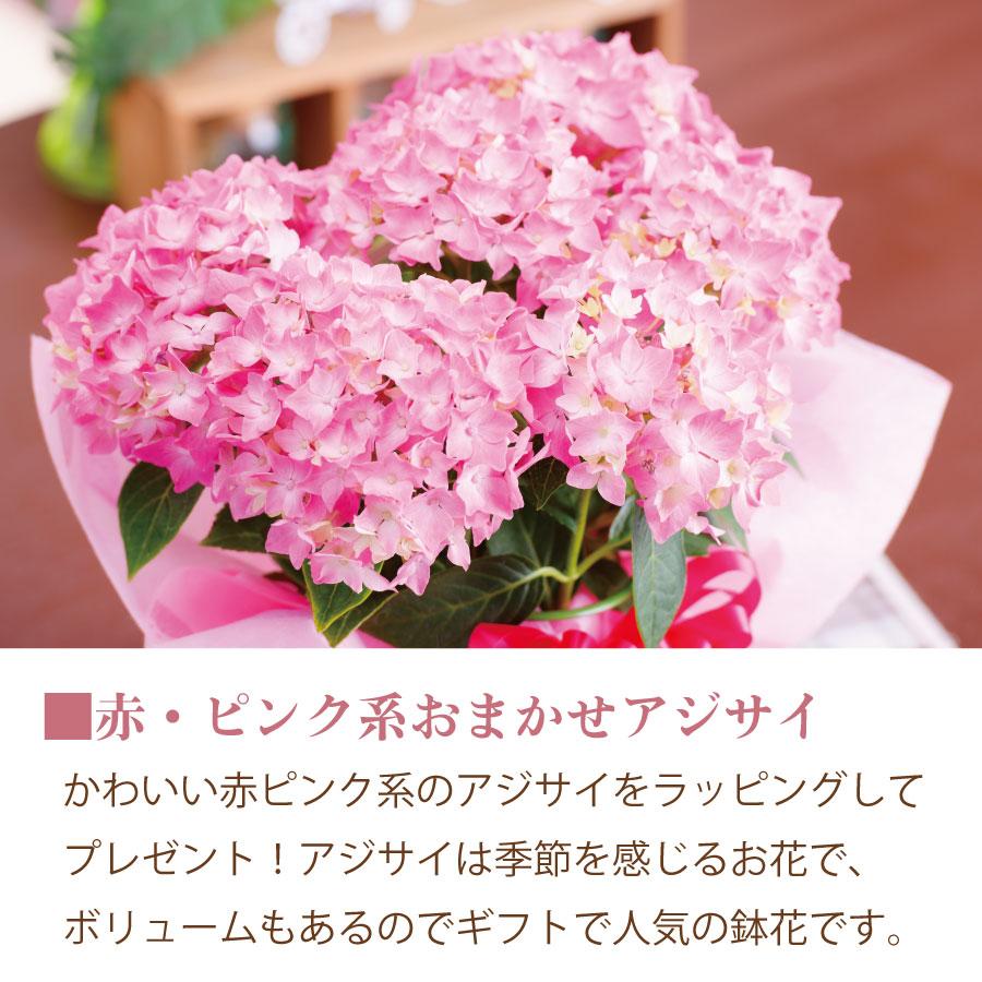 吉本花城園 ピンク系 アジサイ 花 ギフト プレゼント ラッピング