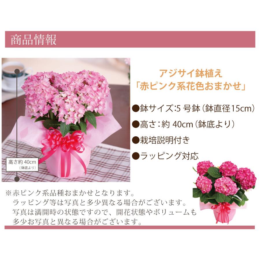 吉本花城園 ピンク系 アジサイ 花 ギフト プレゼント ラッピング