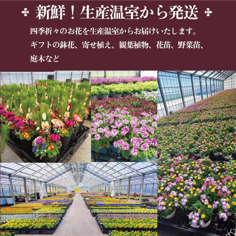 吉本花城園 ピンク系 アジサイ 花 ギフト プレゼント ラッピング