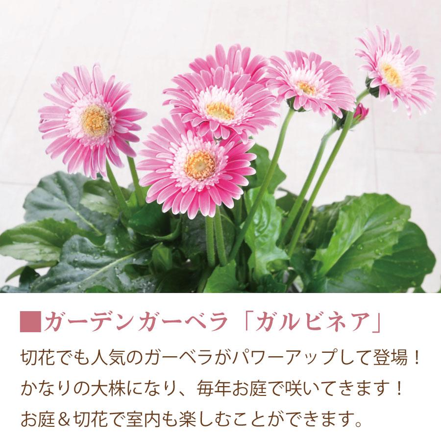 吉本花城園 ガーベラの進化系 ガルビネア 【ピンク系】 花 5号 鉢植え