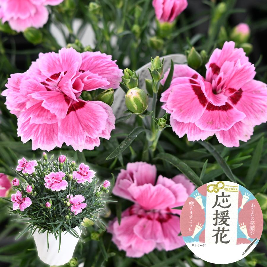 吉本花城園 【送料無料】 カーネーション 応援花 鉢植え ピンク 5号