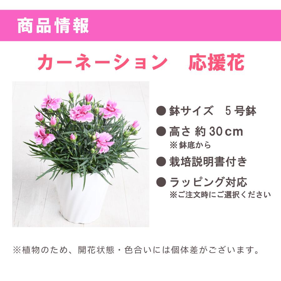 吉本花城園 【送料無料】 カーネーション 応援花 鉢植え ピンク 5号