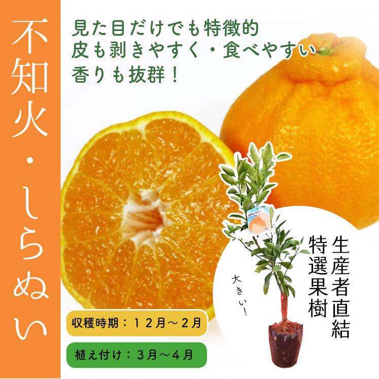 デコポン 不知火 接木苗木 Sale 84 Off 接木苗木