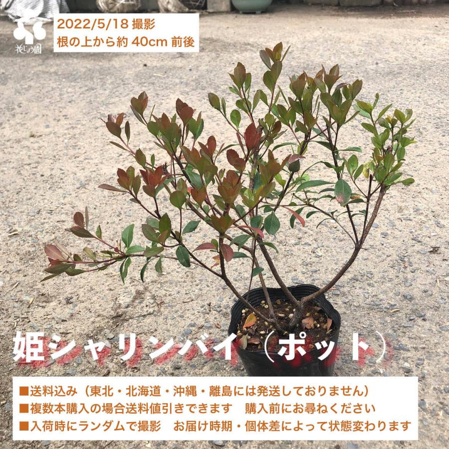 ヒメシャリンバイポット Hime Syarinbai 花じょう園シヨツプ 通販 Yahoo ショッピング