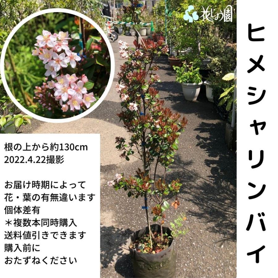 ヒメシャリンバイ 送料込 Himesyarinbai2 花じょう園シヨツプ 通販 Yahoo ショッピング