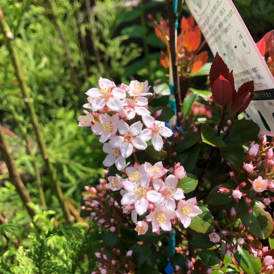 ヒメシャリンバイ 送料込 Himesyarinbai2 花じょう園シヨツプ 通販 Yahoo ショッピング