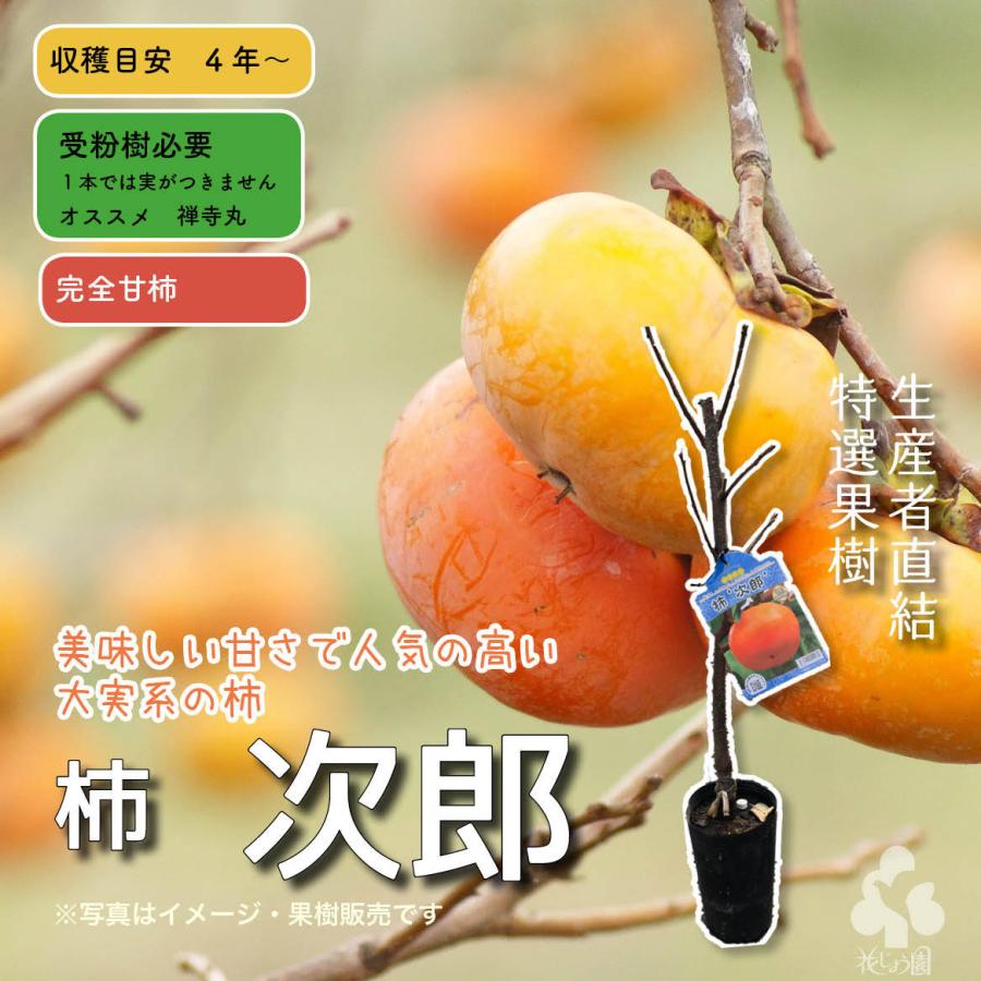 送料込み 特選果樹苗 柿 次郎 Zbdi2ubr6y Godawaripowerispat Com
