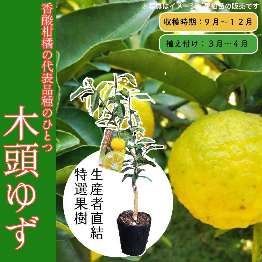 ランキングtop5 やまねゆず ゆず ユズ 15cmポット苗 柚子 苗 苗木 山根ユズ 果樹