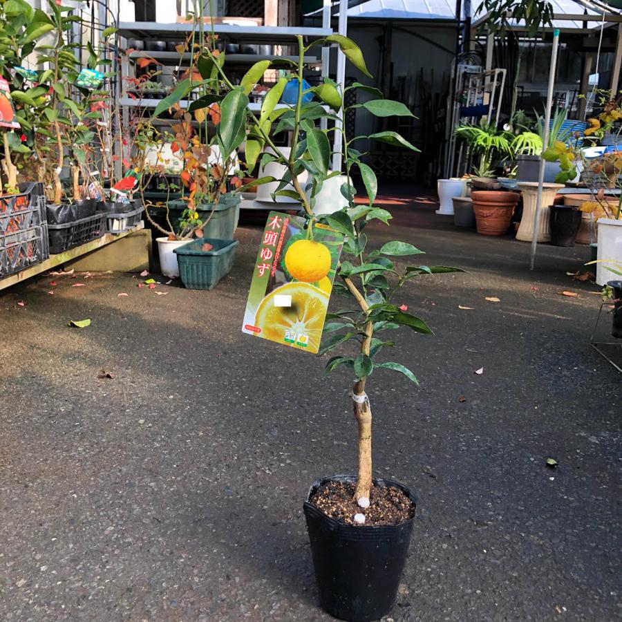 珍種 菊ダイダイ 3年生 接ぎ木苗 菊代々 6号鉢植え キクダイダイ