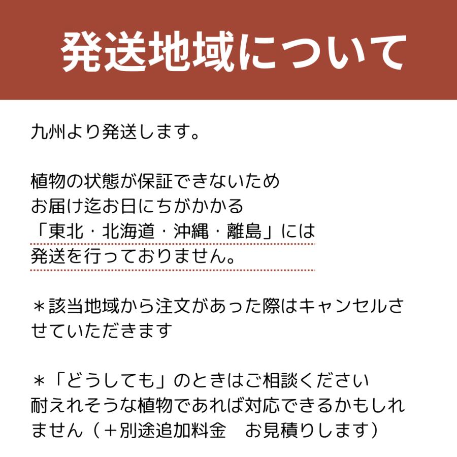きんもくせいページ 金木犀〜きんもくせい〜 : 花じょう園シヨツプ - 通販 - Yahoo