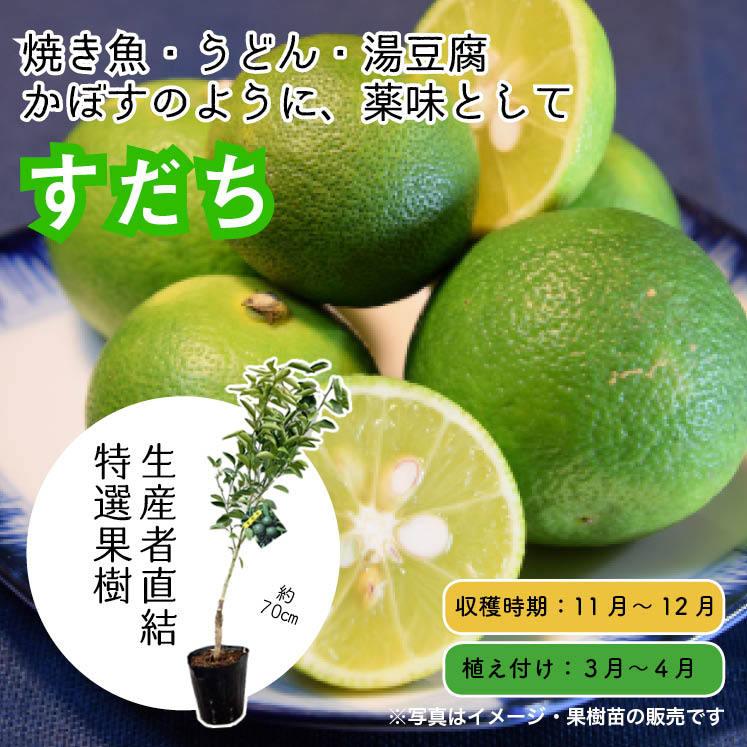 特選果樹苗 ☆すだち☆送料込 : 花じょう園シヨツプ - 通販 - Yahoo