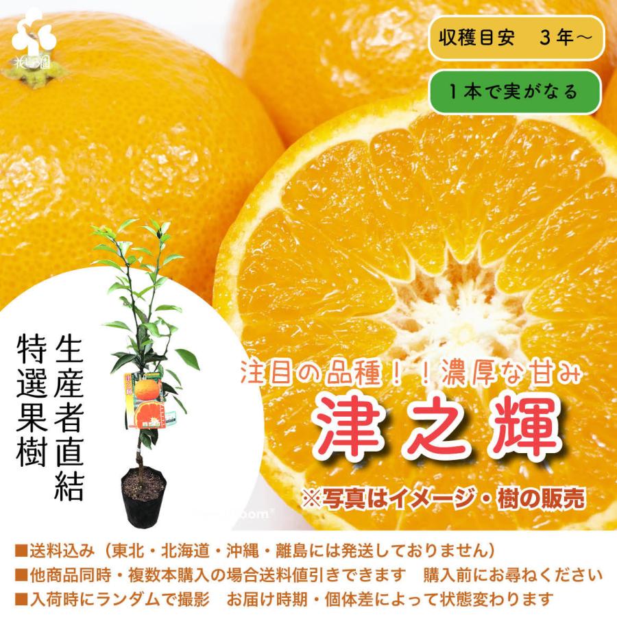 温州蜜柑苗木 果樹 鉢ごと発送 無農薬 レモンの苗木 果樹 鉢ごと発送