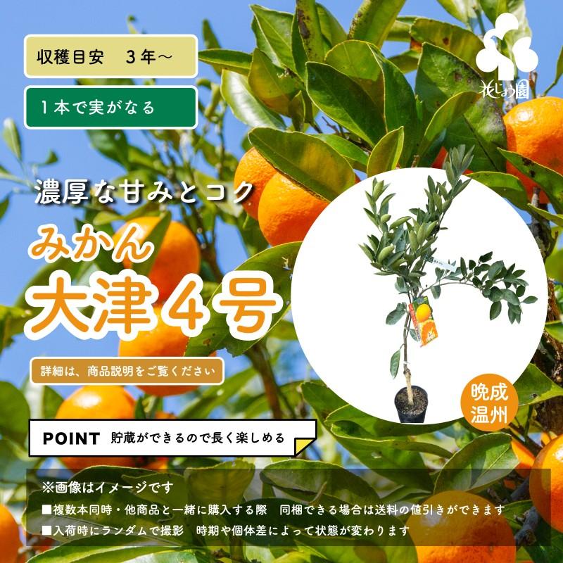 みかんページ 果樹☆みかん・大津4号 : 花じょう園シヨツプ - 通販 - Yahoo!ショッピング