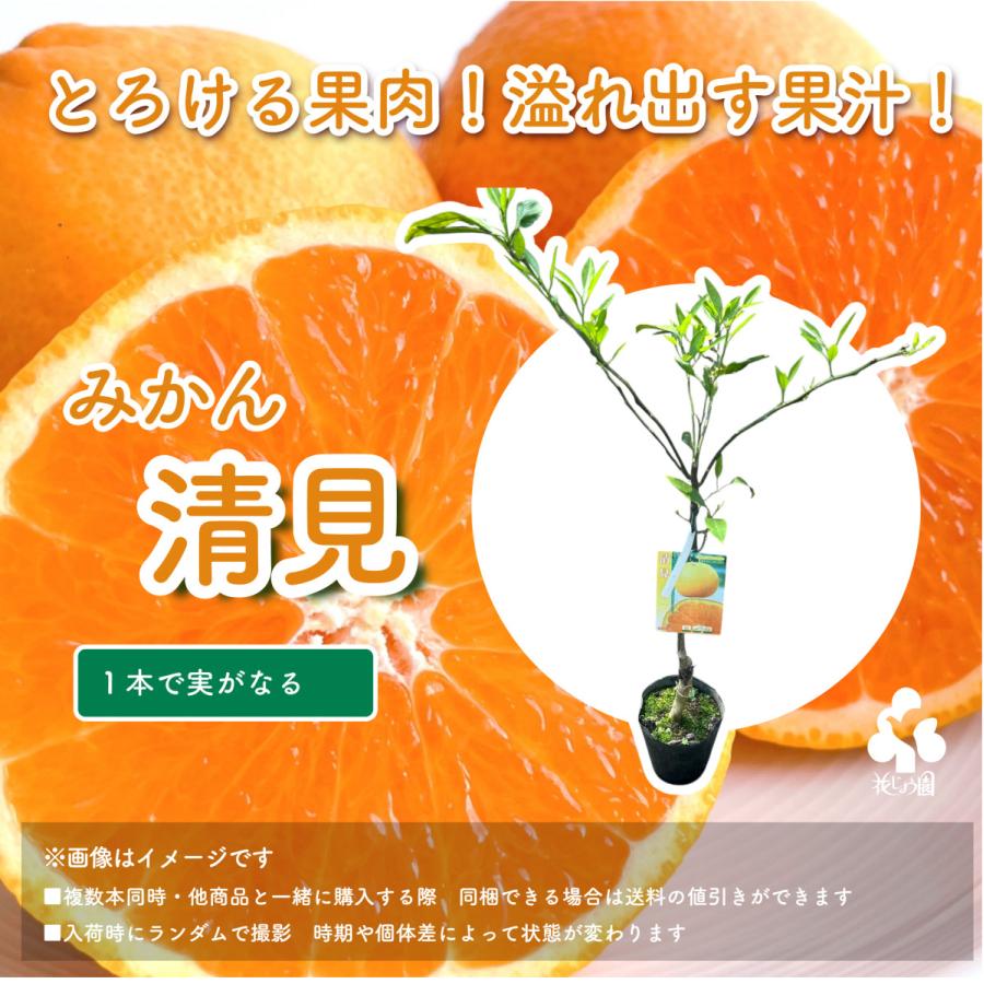 特選果樹苗☆みかん・清見オレンジ : 花じょう園シヨツプ - 通販