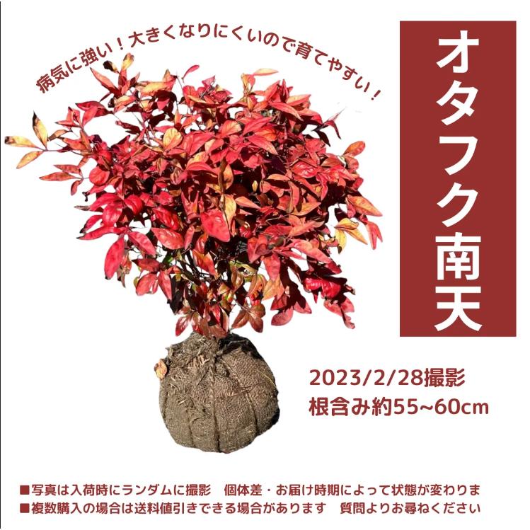 オタフクナンテン☆送料込み : 花じょう園シヨツプ - 通販 - Yahoo