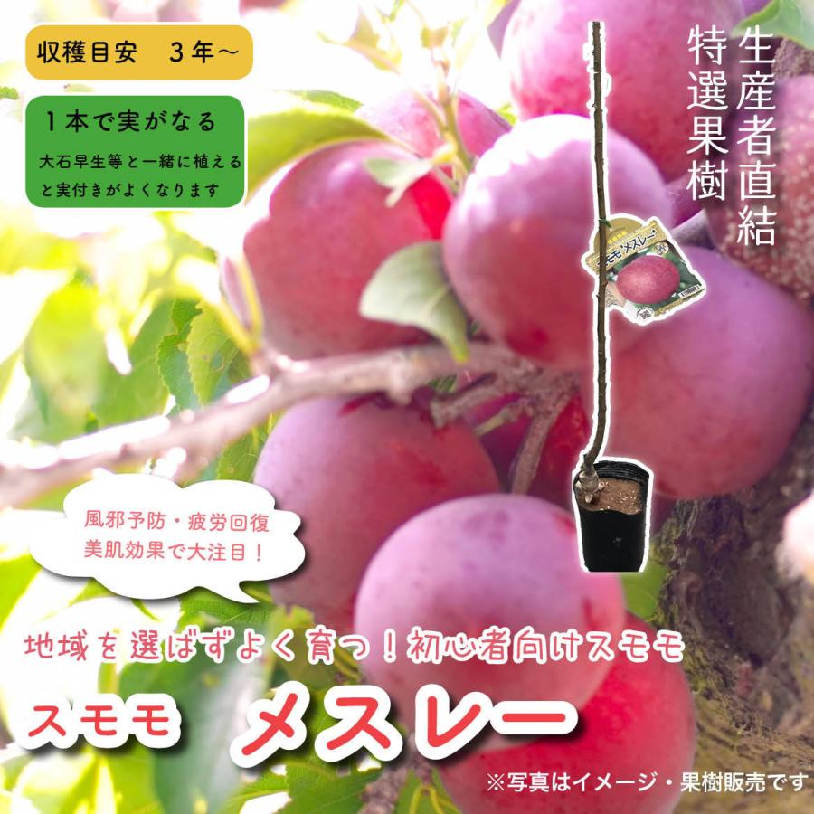 特選果樹苗 スモモ メスレー 送料込 Sumomo Mesure 花じょう園シヨツプ 通販 Yahoo ショッピング