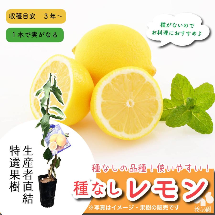4 25再入荷特選果樹苗 種なしレモン 送料込み Tanenashi Lemon 花じょう園シヨツプ 通販 Yahoo ショッピング
